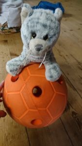 A silver furred teddy snow leopardd holding an orange junior goalball!