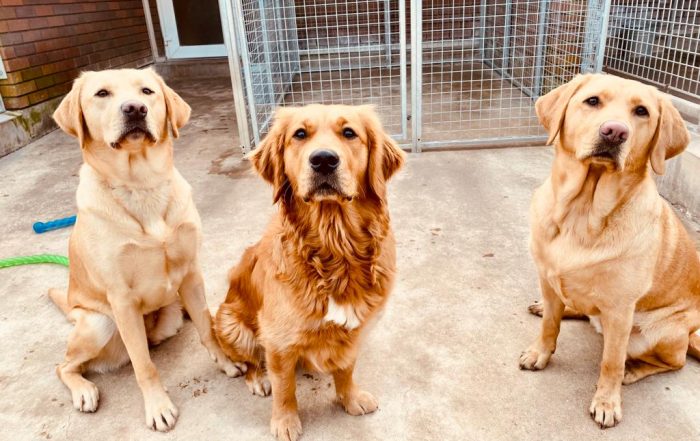Image shows three yellow guide dogs in training sat outside. The dog in the middle is a Golden Retriever and the dogs on the left and right are Labradors.