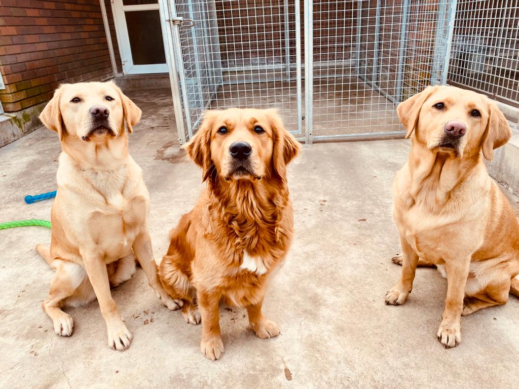Image shows three yellow guide dogs in training sat outside. The dog in the middle is a Golden Retriever and the dogs on the left and right are Labradors.